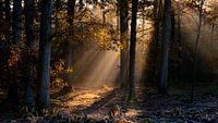 herfstmorgen in het mastbos