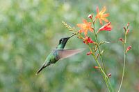 Talamanca Hummingbird met oranje bloemetjes
