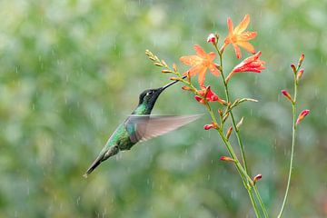 Talamanca Hummingbird met oranje bloemetjes van RobJansenphotography