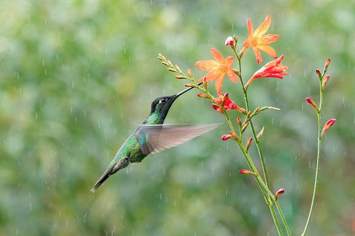 Colibri de Talamanca avec des fleurs orange