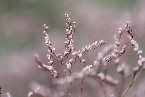 white autumn plant