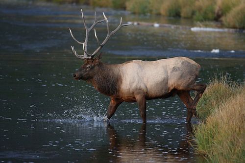 Eland (Wapiti), Cervus elephas, Yellowstone National Park, Wyoming