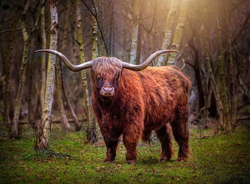 Highland cattle