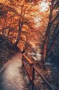 Kirnitzsch valley between rocks and sandstones by Jakob Baranowski - Photography - Video - Photoshop thumbnail