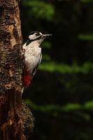 Portrait of Pied Woodpecker