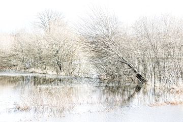 Überschwemmungen entlang des Flusses Nete von Ingrid Van Damme fotografie