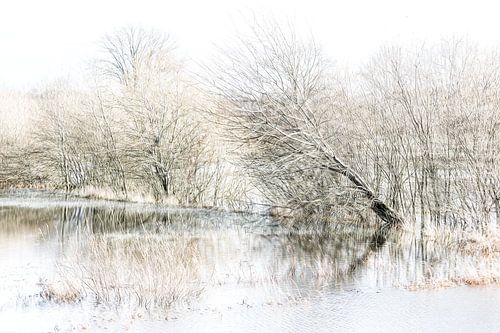 Wateroverlast langs de Nete