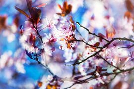 Spring 3 by Henk Leijen