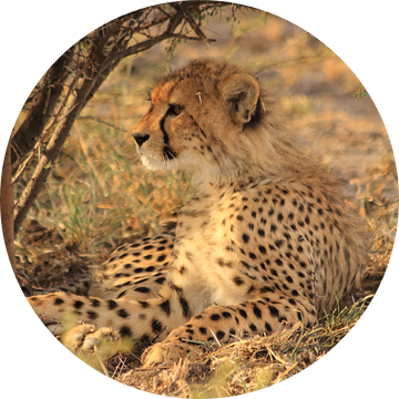 Cheeta welpje in het gras van Bobsphotography