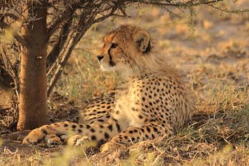 Cheeta welpje in het gras