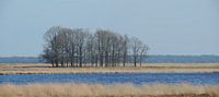 eiken in de winter in het dwingelderveld