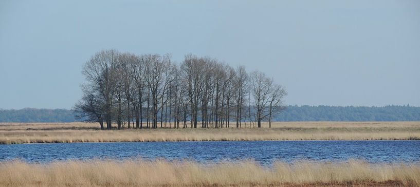 eiken in de winter in het dwingelderveld van Wim vd Neut