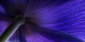 An anemone from below by Marjolijn van den Berg