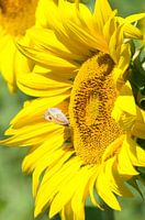 Les yeux plus gros que le ventre