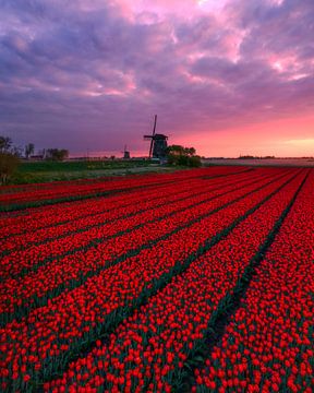 Rote Tulpenfelder bei Windmühlen im Abendlicht von Ewold Kooistra