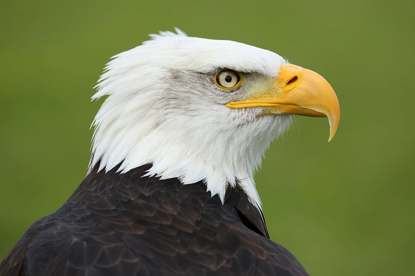 Porträt eines amerikanischen Weißkopfseeadlers von Ronald Pol