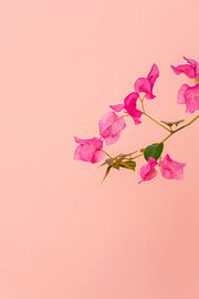 Pink flowers Greece by HelloHappylife