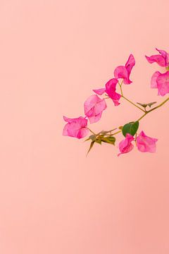 Fleurs roses Grèce sur HelloHappylife