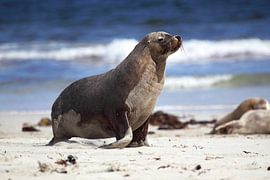 Australian sea lion (Neophoca cinerea) by Dirk Rüter