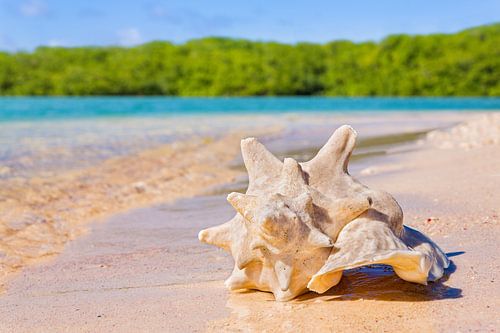 Karko shell is located on beach by the sea