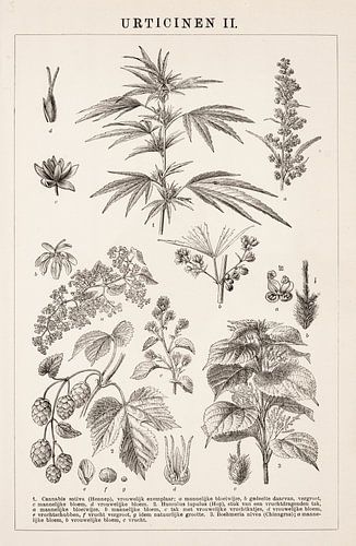 Altgravur Urticinen II