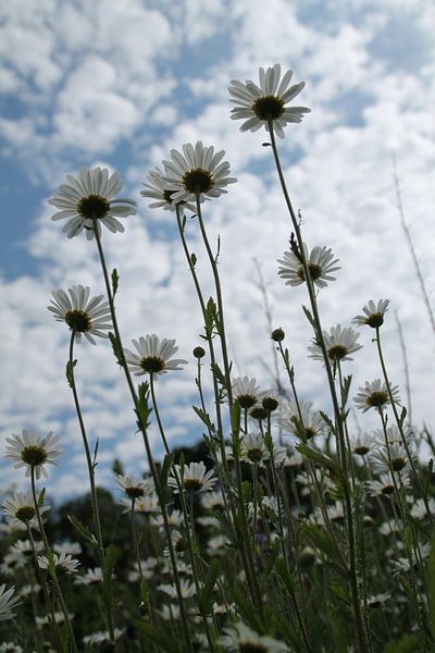 Wilde margrieten von Tineke Mols