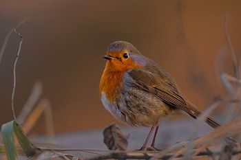 Rotkehlchen im Abendlicht