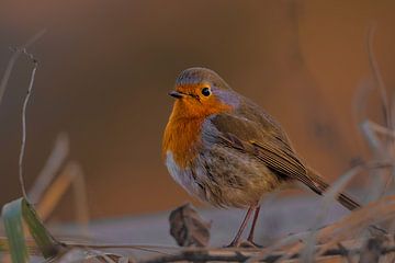 Rotkehlchen im Abendlicht von Benedict Gertz