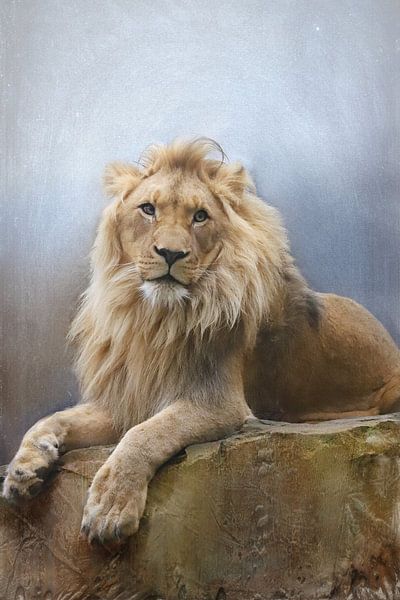 Leeuw portret van Heike Hultsch