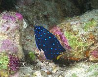 Juvenile Yellowtail Damselfish Portrait, Bonaire