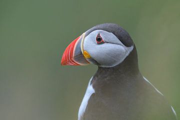 Puffin portrait by Larissa Rand