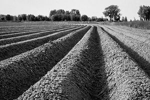Aardappelveld van Frank Bison