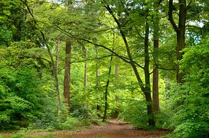 Walking in the forest by Corinne Welp