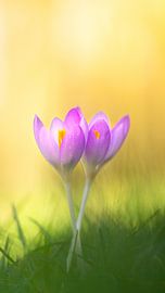 Krokusse von Andrea Hofstra