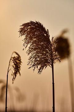 Summer reeds by Graham Forrester