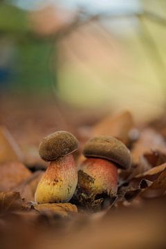 L'automne ! Deux petits champignions sur Moetwil en van Dijk - Fotografie