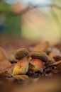 Herfst! Twee kleine eekhoorntjesbrood van Moetwil en van Dijk - Fotografie thumbnail