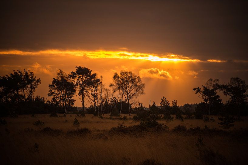 Golden shower by Jeroen Maas