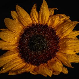 Sunflower love van Jarno Hilge