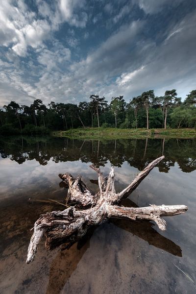Oisterwijkse Vennen in de vroege ochtend van Eddy Westdijk