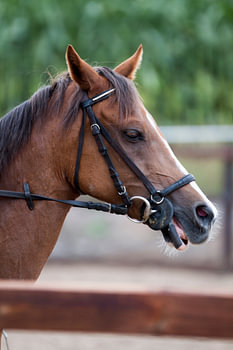 Paarden hoofd