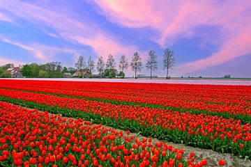 Schöner Sonnenuntergang an den Tulpenfeldern bei Lisse in den Niederlanden von Eye on You
