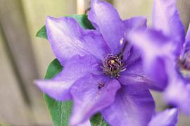 Climatus, Flower by Agnes Meijer