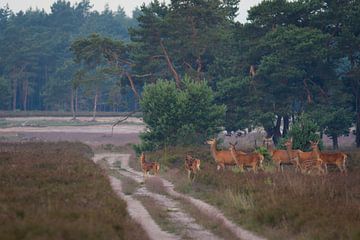 overstekende edelherten sur Evert Jan Kip