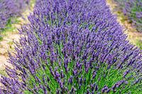 Lavendel