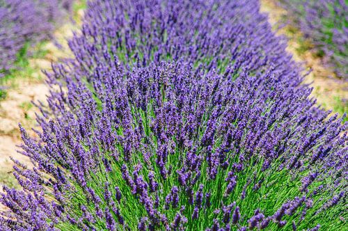 Lavender