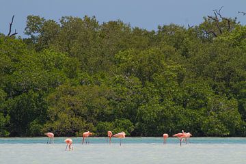 Flamingo’s van Jeroen Meeuwsen