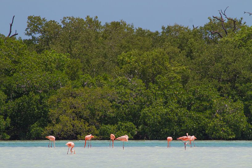 Flamingo’s by Jeroen Meeuwsen