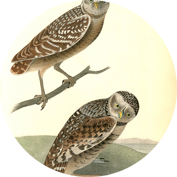 Uil, Burrowing Day-Owl., Audubon, John James, 1785-1851