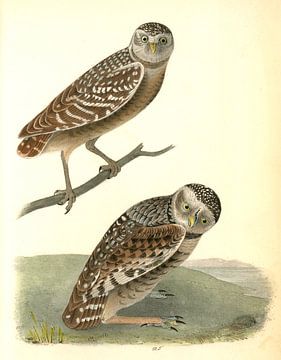 Uil, Burrowing Day-Owl., Audubon, John James, 1785-1851